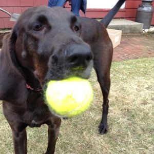 Meet your Posher, Jackson